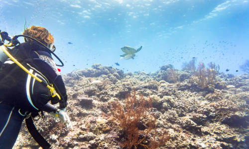 Tourist diving at coral reef in tropical ocean and watching Green sea turtle